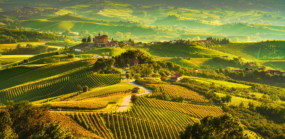 Estate nei vigneti