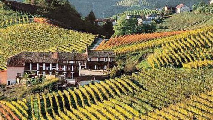 Vigneti di Cocconato