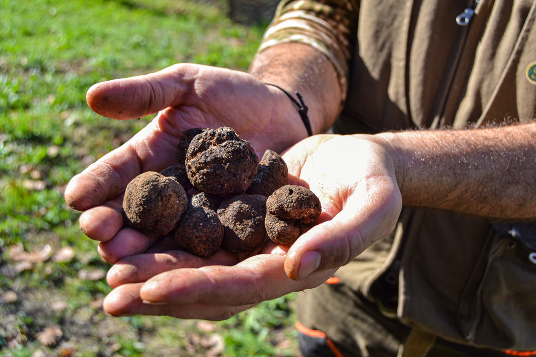 Fiera del Tartufo di Cortazzone
