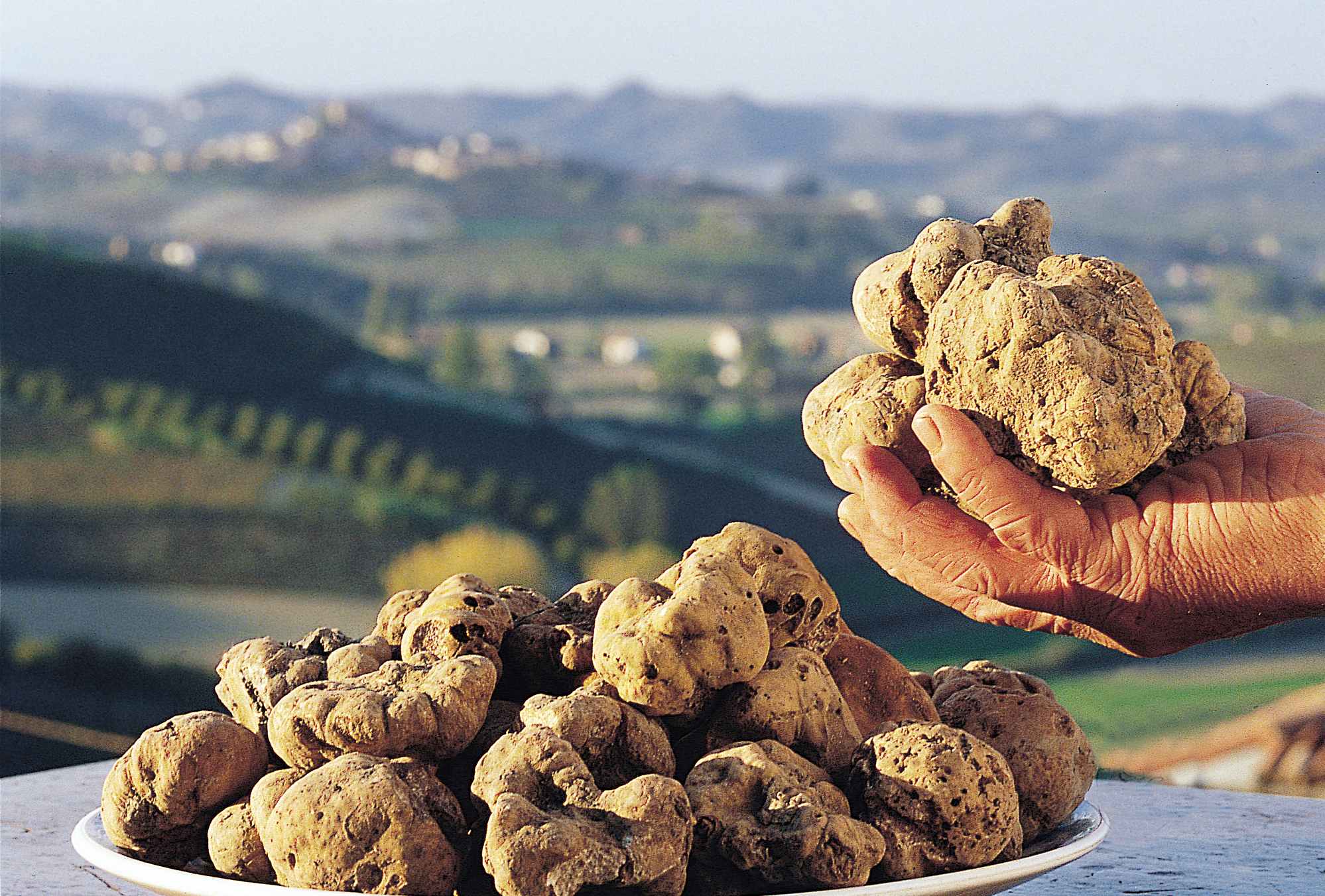 Tartufo di Alba
